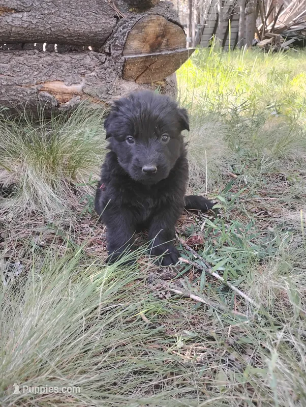 Blackie – German Shepherd Dog puppy for sale in Los Angeles, CA
