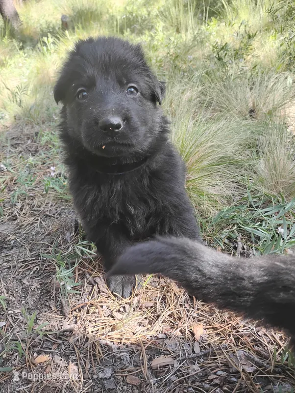 Dark Blue – German Shepherd Dog puppy for sale in Los Angeles, CA