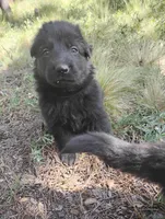 Dark Blue, a male German Shepherd Dog for sale in Los Angeles, CA – 1 of 1