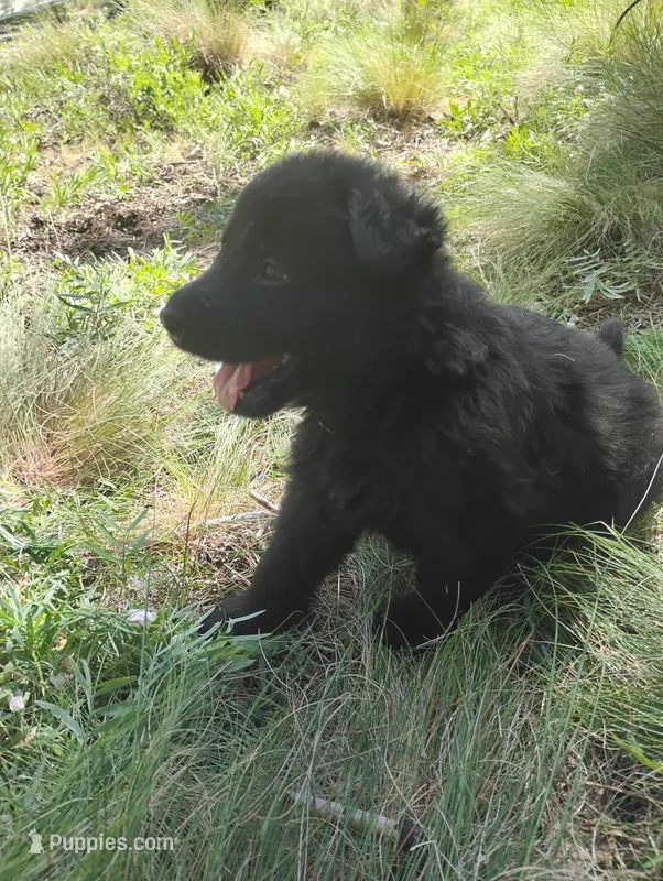Light Blue  – German Shepherd Dog puppy for sale in Los Angeles, CA