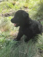 Light Blue , a male German Shepherd Dog for sale in Los Angeles, CA – 1 of 1