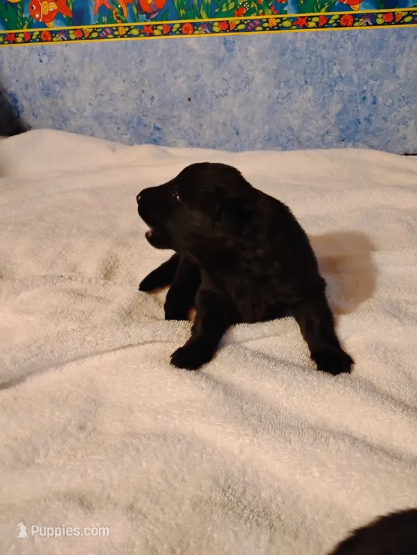Blackie – German Shepherd Dog puppy for sale in Portland, OR