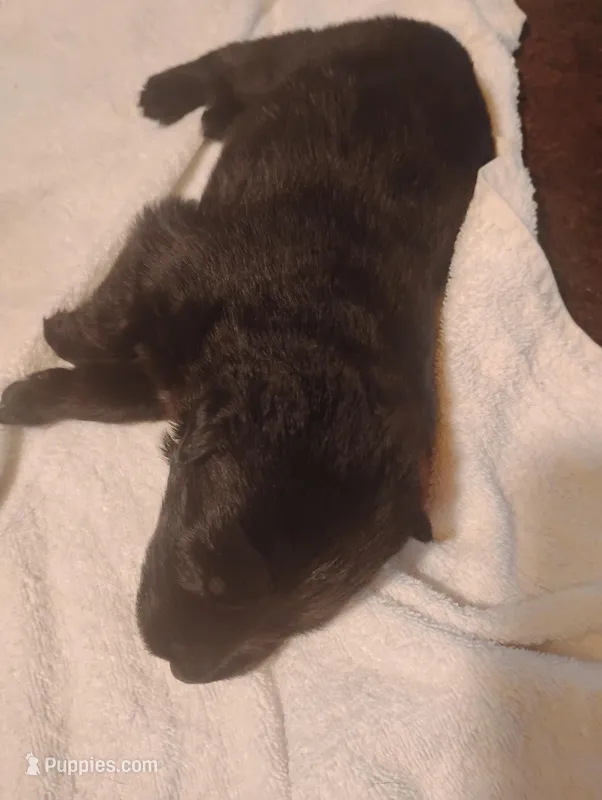 Onyx – German Shepherd Dog puppy for sale in Portland, OR