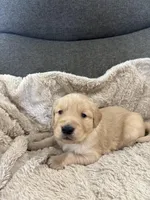 AKC Max, a male Golden Retriever for sale in Kearney, MO – Photo 3 of 9