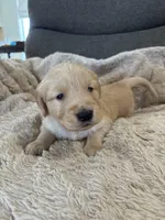 AKC Max, a male Golden Retriever for sale in Kearney, MO – Photo 2 of 9