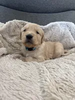 AKC Max, a male Golden Retriever for sale in Kearney, MO – Photo 5 of 9