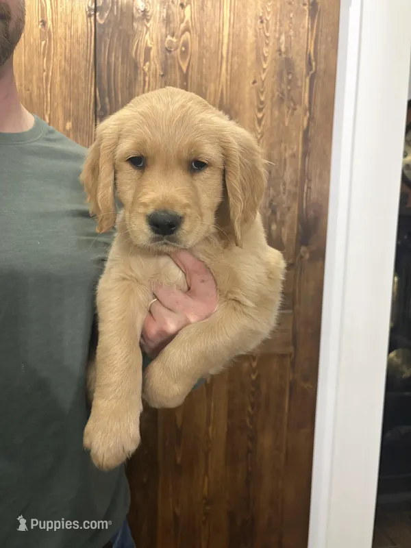 AKC Max – Golden Retriever puppy for sale in Kearney, MO