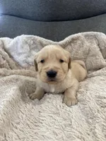 AKC Max, a male Golden Retriever for sale in Kearney, MO – Photo 4 of 9