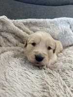 AKC Spencer, a male Golden Retriever for sale in Kearney, MO – Photo 3 of 9