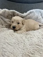 AKC Spencer, a male Golden Retriever for sale in Kearney, MO – Photo 5 of 9