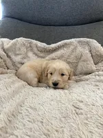 AKC Spencer, a male Golden Retriever for sale in Kearney, MO – Photo 2 of 9