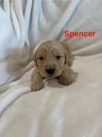 AKC Spencer, a male Golden Retriever for sale in Kearney, MO – Photo 6 of 9
