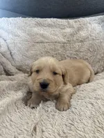 AKC Carter, a male Golden Retriever for sale in Kearney, MO – Photo 5 of 8