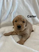 AKC Carter, a male Golden Retriever for sale in Kearney, MO – Photo 6 of 8