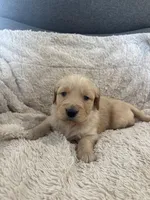 AKC Carter, a male Golden Retriever for sale in Kearney, MO – Photo 3 of 8