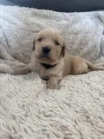 AKC Carter, a male Golden Retriever for sale in Kearney, MO – Photo 1 of 8