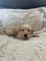 AKC Carter, a male Golden Retriever for sale in Kearney, MO – Photo 4 of 8