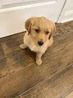 AKC Carter, a male Golden Retriever for sale in Kearney, MO – Photo 2 of 6