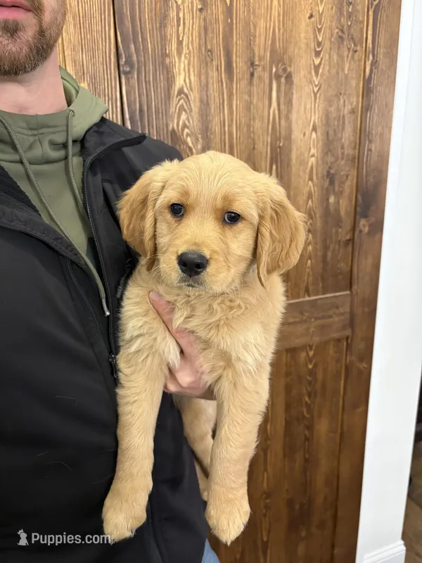 AKC Carter – Golden Retriever puppy for sale in Kearney, MO
