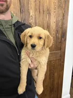 AKC Carter, a male Golden Retriever for sale in Kearney, MO – Photo 1 of 6
