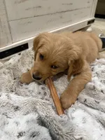 AKC Carter, a male Golden Retriever for sale in Kearney, MO – Photo 3 of 6