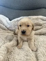 AKC Teddy, a male Golden Retriever for sale in Kearney, MO – Photo 3 of 8