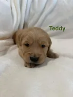 AKC Teddy, a male Golden Retriever for sale in Kearney, MO – Photo 4 of 8