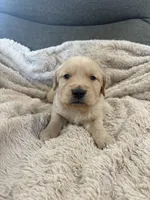 AKC Teddy, a male Golden Retriever for sale in Kearney, MO – Photo 1 of 8