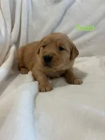 AKC Todd, a male Golden Retriever for sale in Kearney, MO – Photo 6 of 9