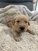 AKC Todd, a male Golden Retriever for sale in Kearney, MO – Photo 2 of 9