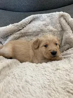 AKC Todd, a male Golden Retriever for sale in Kearney, MO – Photo 5 of 9