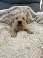AKC Todd, a male Golden Retriever for sale in Kearney, MO – Photo 4 of 9