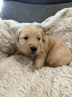 AKC Todd, a male Golden Retriever for sale in Kearney, MO – Photo 1 of 9