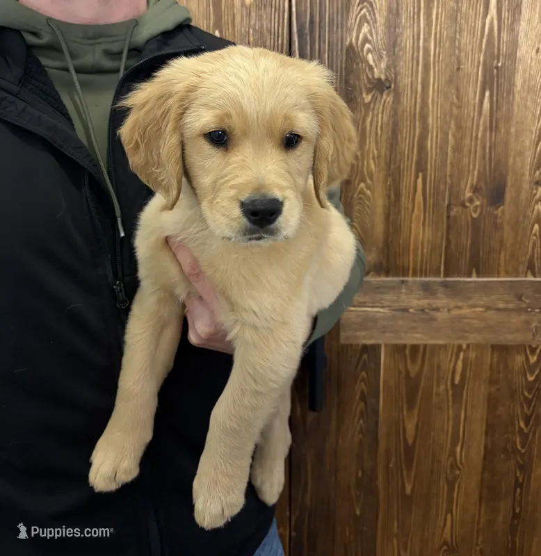 AKC Teddy – Golden Retriever puppy for sale in Kearney, MO