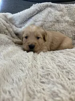 AKC Todd, a male Golden Retriever for sale in Kearney, MO – Photo 3 of 9