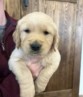 AKC Teddy, a male Golden Retriever for sale in Kearney, MO – Photo 1 of 3