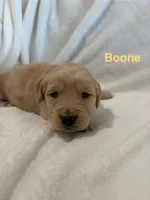 AKC Boone , a male Golden Retriever for sale in Kearney, MO – Photo 5 of 8