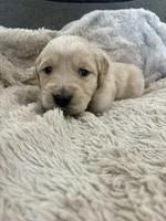 AKC Boone , a male Golden Retriever for sale in Kearney, MO – Photo 2 of 8