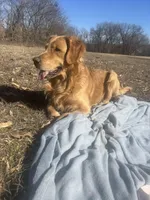 AKC Boone , a male Golden Retriever for sale in Kearney, MO – Photo 8 of 8