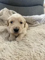 AKC Boone , a male Golden Retriever for sale in Kearney, MO – Photo 1 of 8