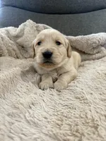 AKC Boone , a male Golden Retriever for sale in Kearney, MO – Photo 3 of 8