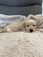 AKC Boone , a male Golden Retriever for sale in Kearney, MO – Photo 4 of 8