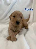 AKC Rocky, a male Golden Retriever for sale in Kearney, MO – Photo 6 of 9