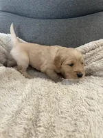 AKC Rocky, a male Golden Retriever for sale in Kearney, MO – Photo 4 of 9