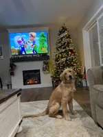 AKC Rocky, a male Golden Retriever for sale in Kearney, MO – Photo 8 of 9