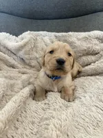 AKC Rocky, a male Golden Retriever for sale in Kearney, MO – Photo 1 of 9