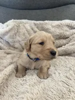 AKC Rocky, a male Golden Retriever for sale in Kearney, MO – Photo 2 of 9