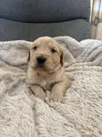 AKC Hunter, a male Golden Retriever for sale in Kearney, MO – Photo 4 of 8