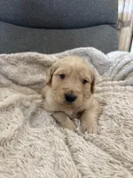 AKC Hunter, a male Golden Retriever for sale in Kearney, MO – Photo 1 of 8