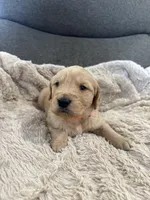 AKC Hunter, a male Golden Retriever for sale in Kearney, MO – Photo 2 of 8